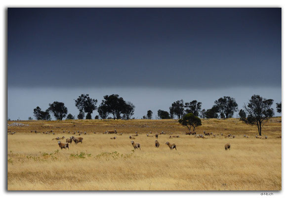 AU0987.Eyre Peninsula.Feld mit Schafen