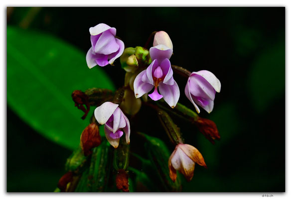 SB0054.Guadalcanal.Flower
