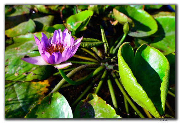 KR0059.Seoul.Jogyesa Temple.Seerose