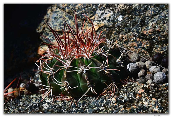 AW0050.Hooiberg.Cactus