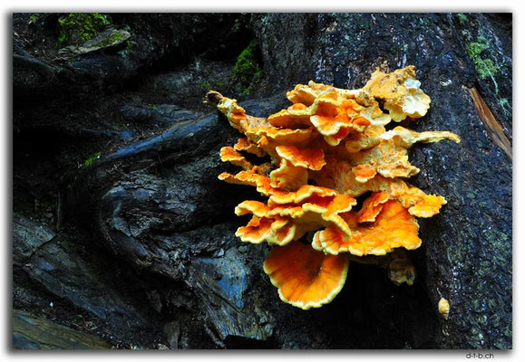 CA0554.Mushroom at.Bijoux Falls