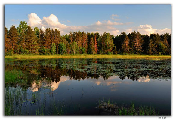 CA1095.Ignace.Lily Pond