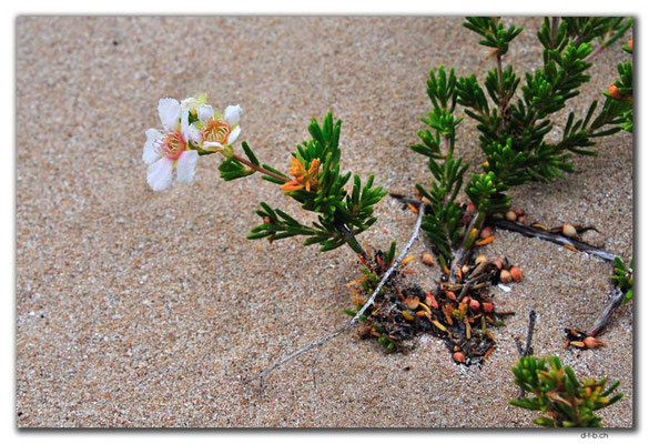 AU0380.Coral Bay.Blume