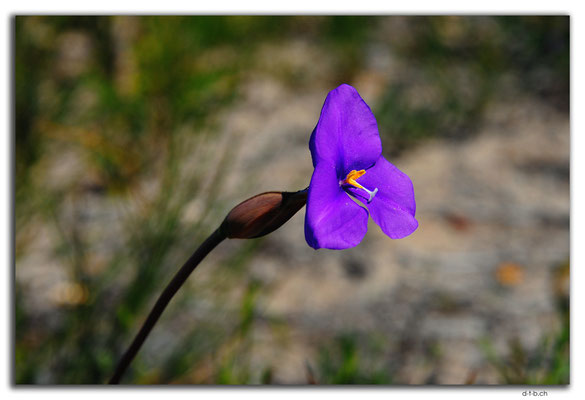 AU0431.Blume
