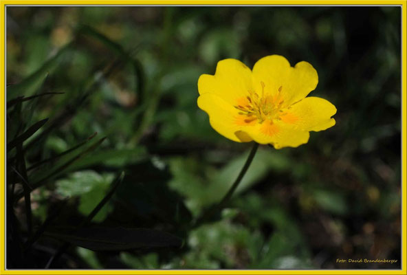 A0274.Rätischer Mohn.Klosters.CH