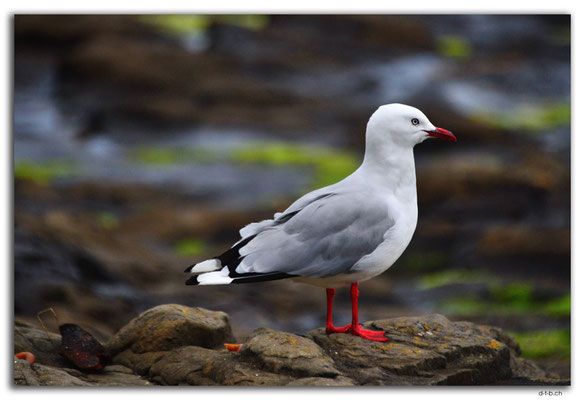 NZ0906.Curio Bay,Seagull