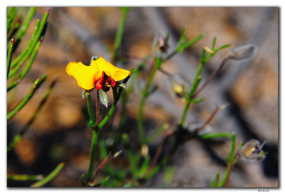 AU0429.Blume