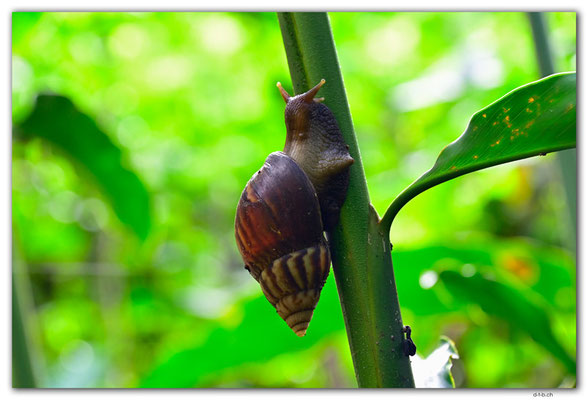 SB0042.Guadalcanal.Snail.