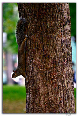 CA0938.Montréal.Squirrel