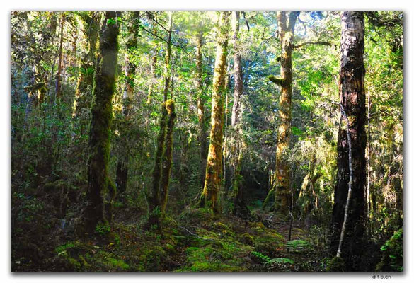 NZ0572.Anatoki Track.Forest in the morning