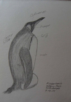 016.Skizze, Königspinguin /South Georgia