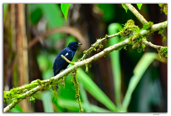 EQ0353.Los Bancos.White shouldered Tanager