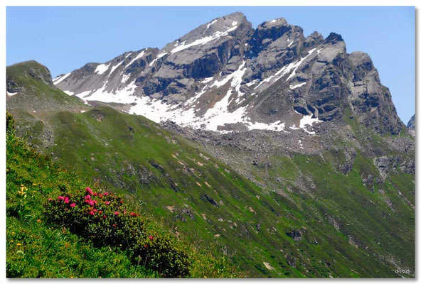 A0765.Alpenrosen und Plattenhorn