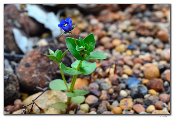 AU0652.Mt.Observation.Blume