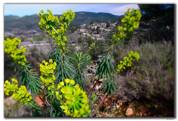 TR0202.Kayaköy.Blumen