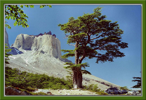 90.P.N. Torres del Paine,Chile