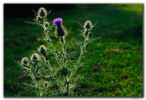 IR0029.Kelardasht.Blume