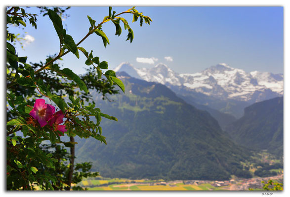 CH1049.Wildrose vor Berner Dreigestirn