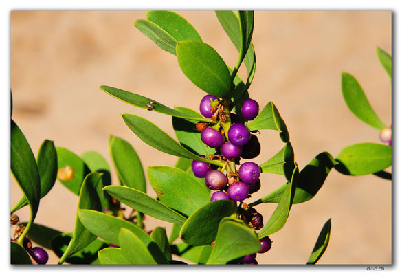 AU1121.Coorong N.P.Beeren