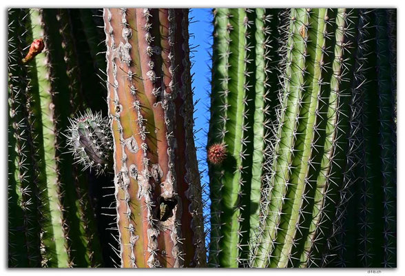 AW0023.Fontein Cave.Cacti