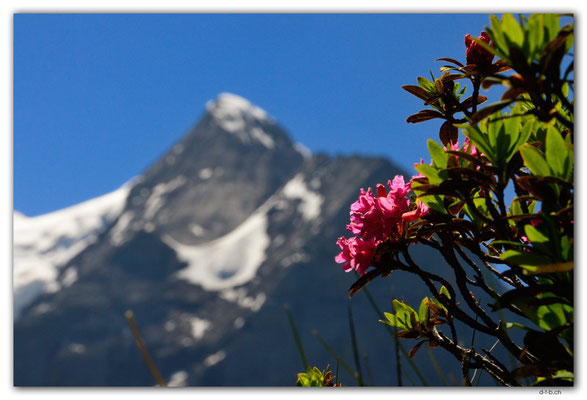 GW0529.Alpenrose und Wetterhorn