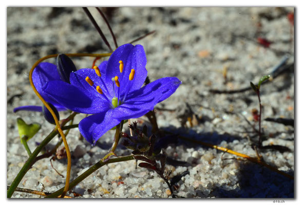 AU0542.Blume