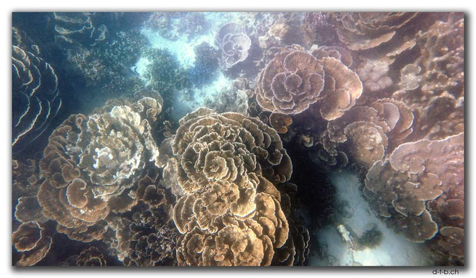 AU0378.Coral Bay.Korallen