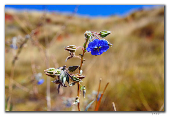 AU0316.Karratha.Blume