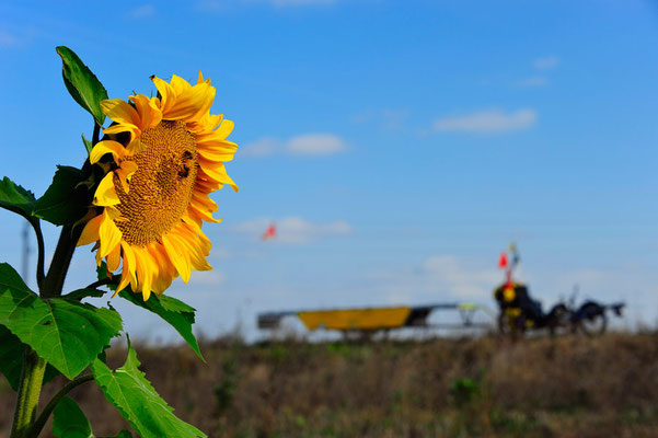 BG. Solatrike hinter Sonnenblume