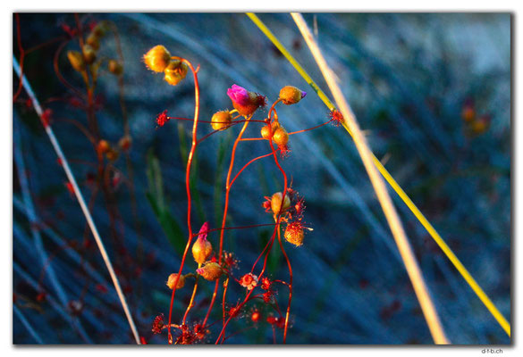 AU0532.Blume