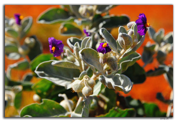 AU0343.Blume