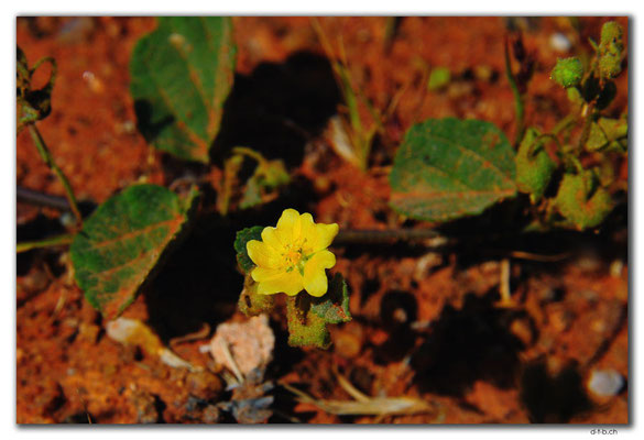 AU0392.Blume