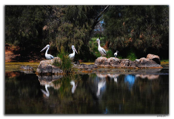 AU0420.Murchison River.Galena.Pelikane