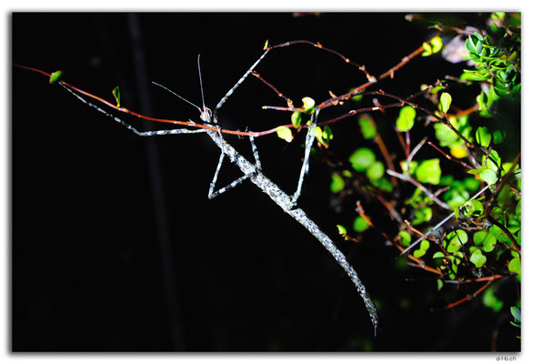 NZ0468.Wellington.Stick insect