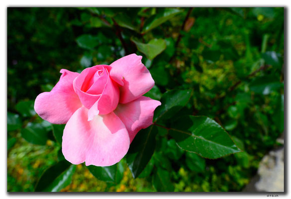 TR0525.Lefkosa.Rose