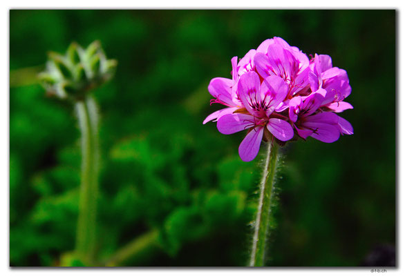 AU0573.Molah Hill.Blume