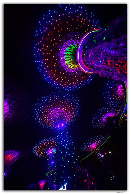 SIN0077.Gardens by the Bay.Supertrees Lightshow