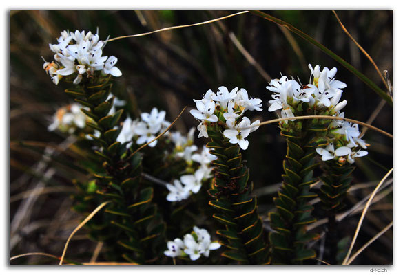 NZ0504.Kahurangi N.P.Flower at Sylvester Lake