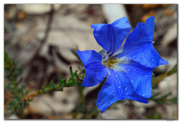 AU0644.Mt.Observation.Blume