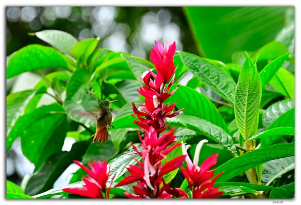 EQ0319.Los Bancos.Colibri
