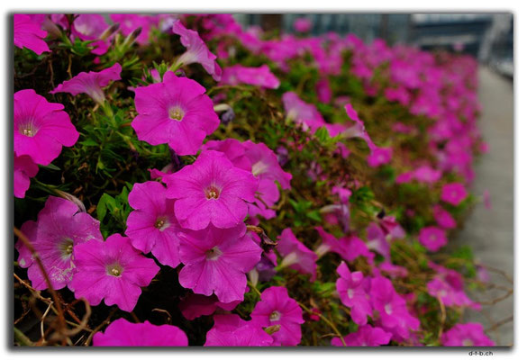 KR0165.Busan.Blumen auf Suyeong 2 Bridge