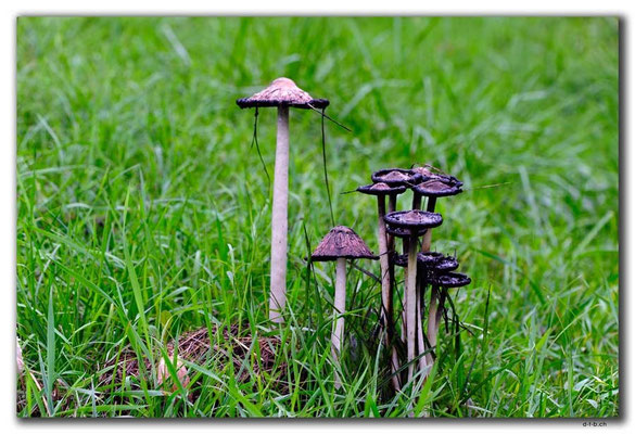 HU018.Pilze