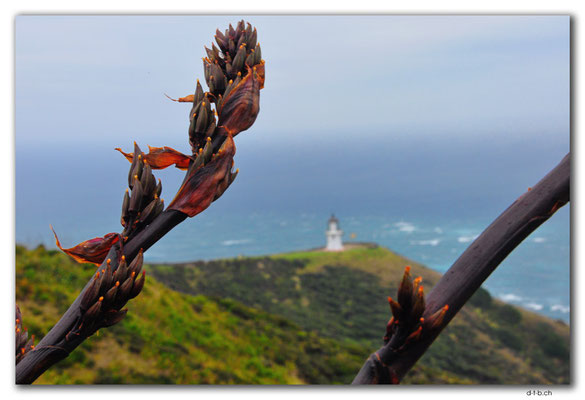 NZ0110.Cape Reinga