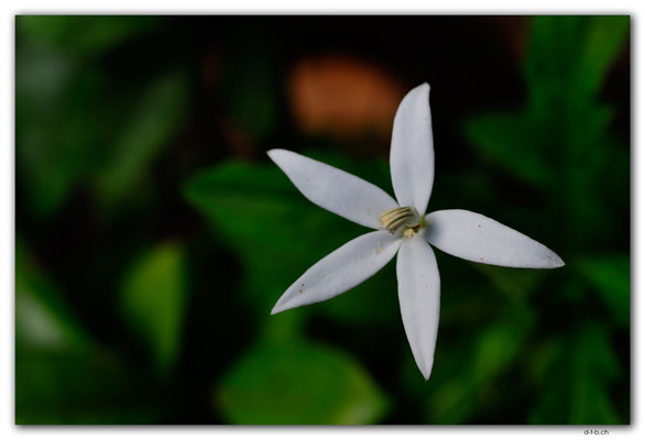VT0123.Efate.Erakor.Flower