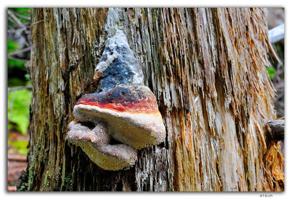 CA1280.Battery P.P. Mushroom
