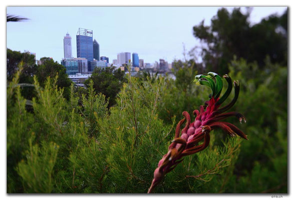 AU0699.Perth.City mit Kangaroo Paw
