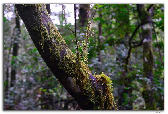 AU1440.Savage river.Forest