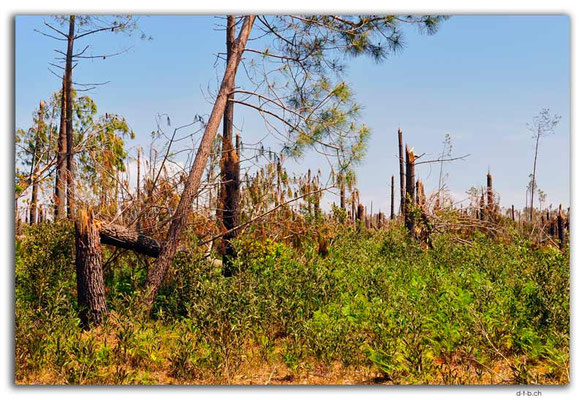 PT0091.Fallen trees from Winterstorm