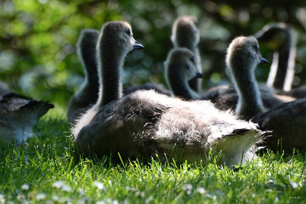CA0360 Niagara Falls Canada Goose Jungtiere