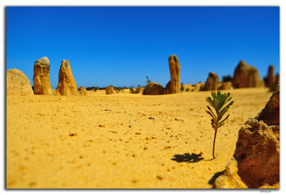 AU0588.Nambung N.P.Pinnacles